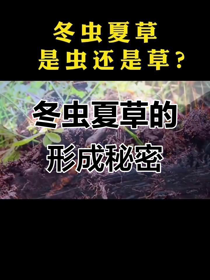冬虫夏草到底是虫子还是植物?揭秘它的奇特形成过程