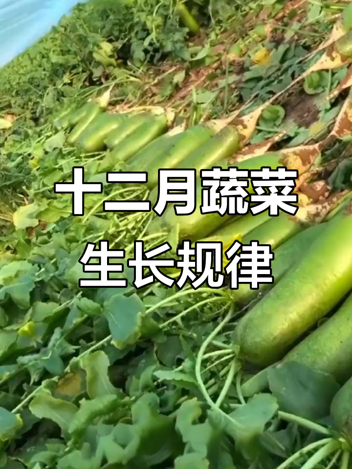 12月蔬菜种植顺口溜，全攻略
