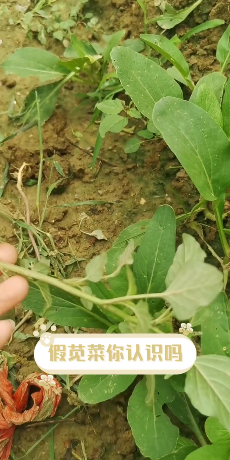 假苋菜你认识吗