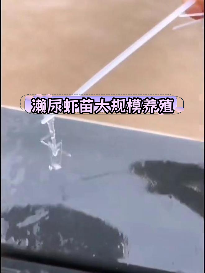 濑尿虾苗人工孵化实现规模化,160万尾幼体成功繁育