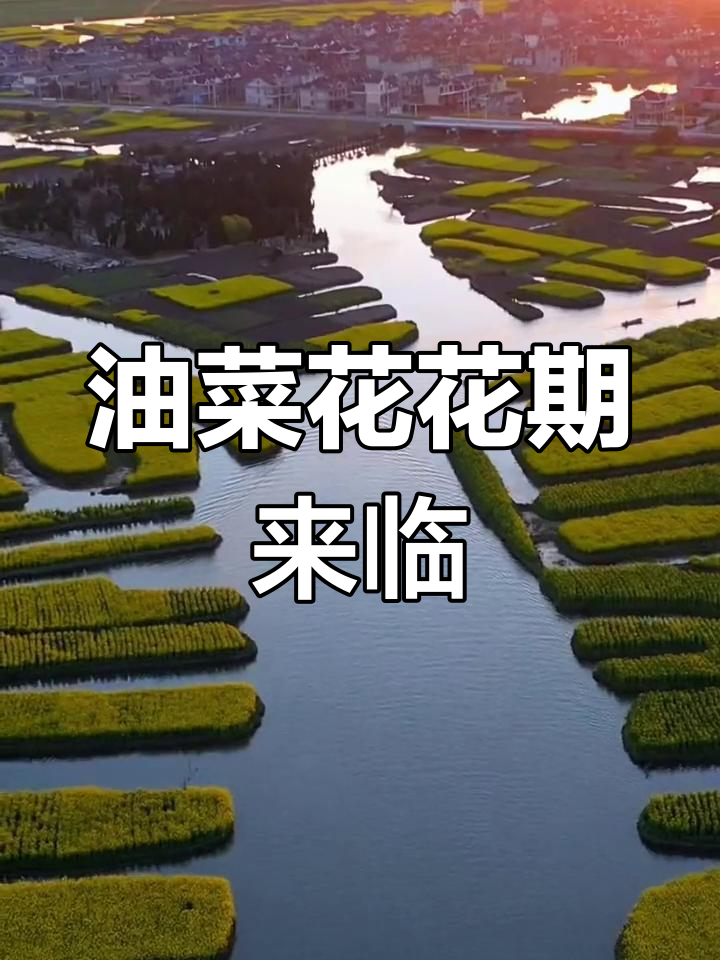 兴化千垛油菜花海即将绽放,三月到四月尽享春色