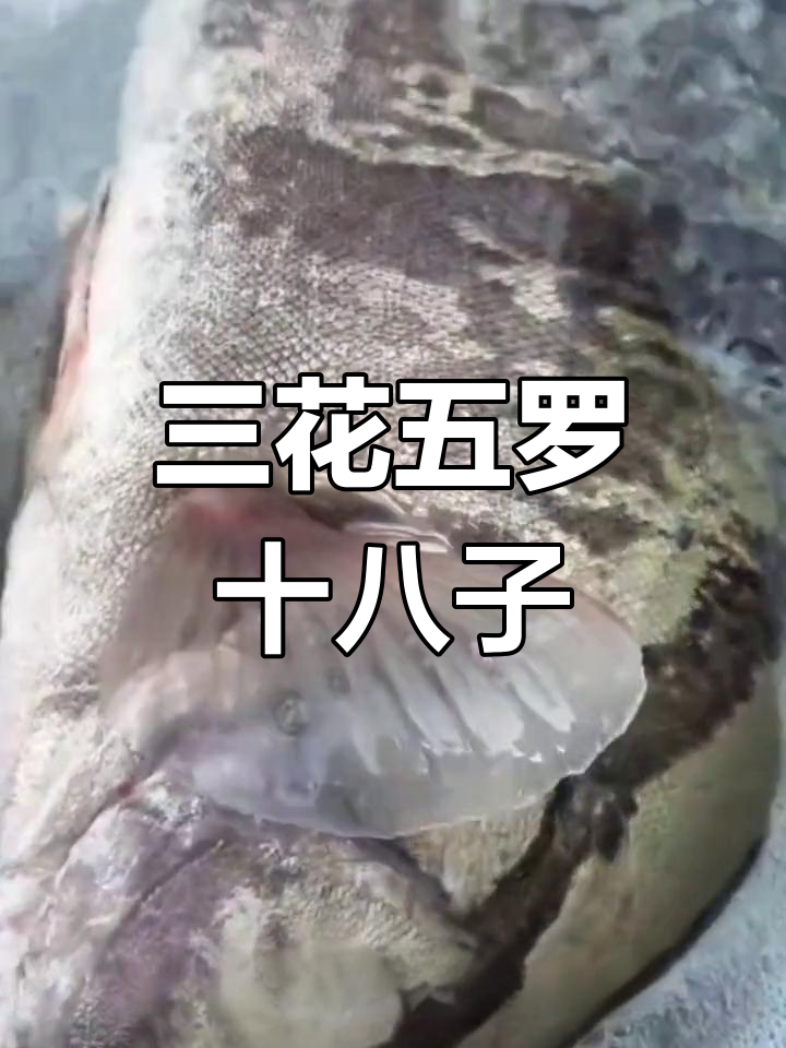 乌苏里江三花五罗十八子详解