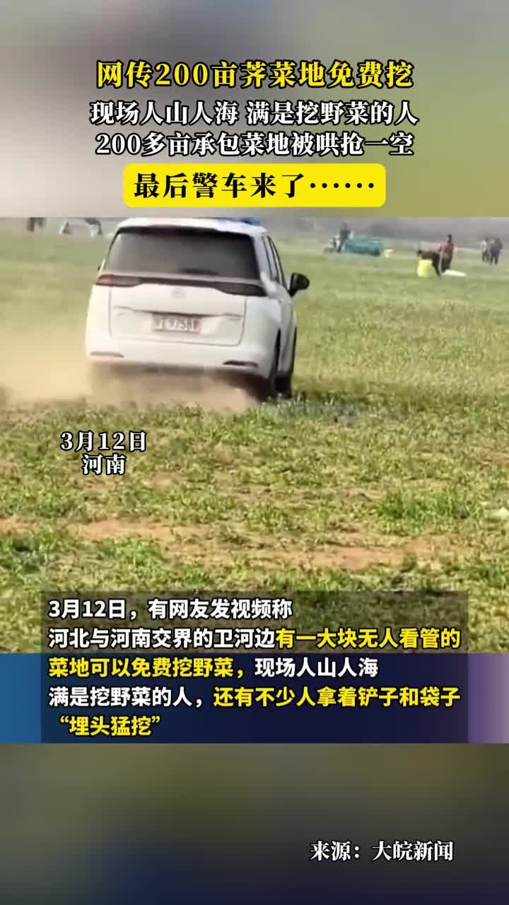 网传200亩荠菜地免费挖,现场人山人海,满是挖野菜的人。200多亩承包菜地被哄抢一空,最后