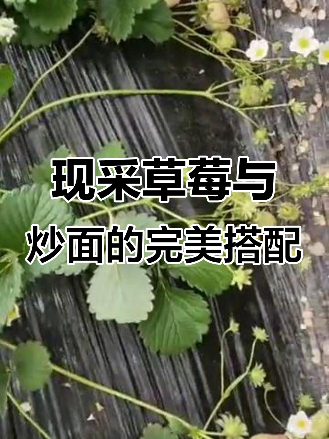 嵊州草莓新鲜采摘,现摘现发,炒面也能这么好吃!