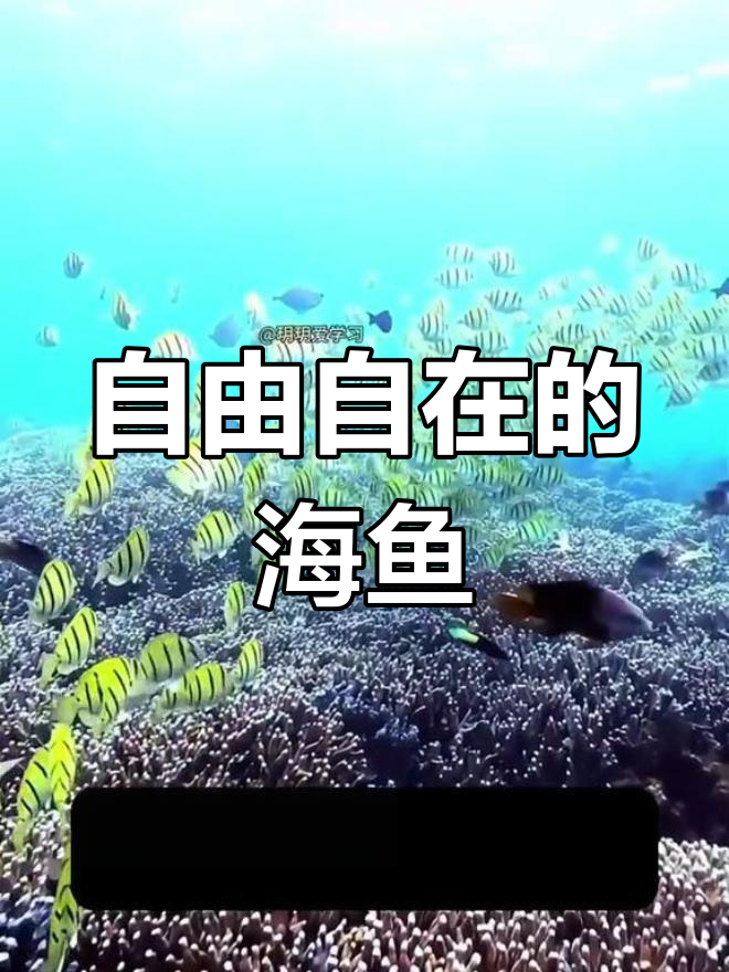西沙群岛的鱼儿乐园