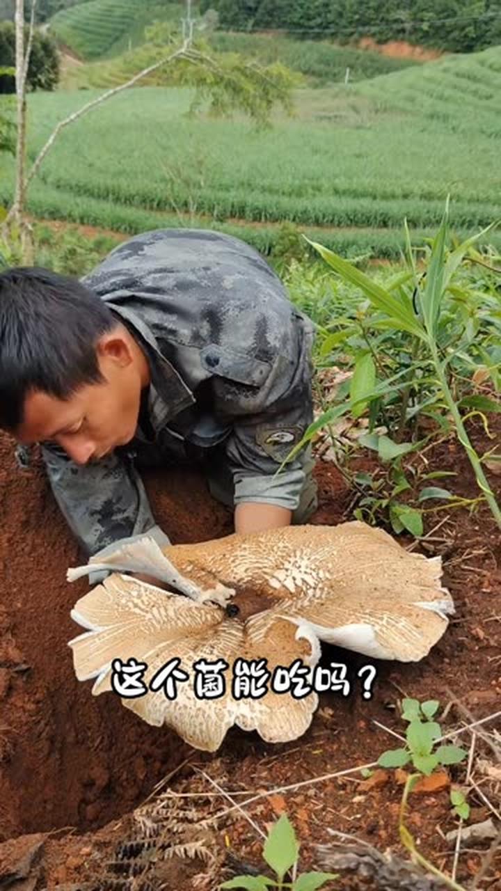 分享13种可食用野生菌,你吃过哪几种?