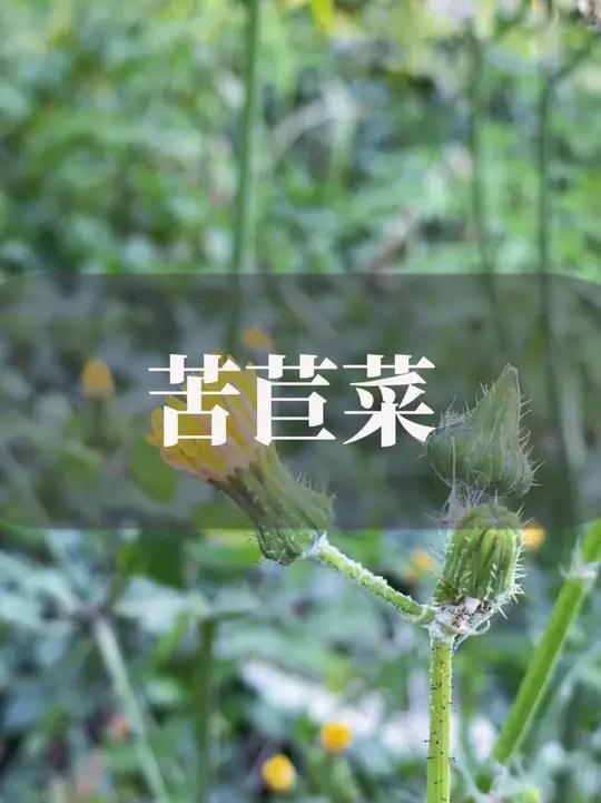 这种青草叫苦苣菜