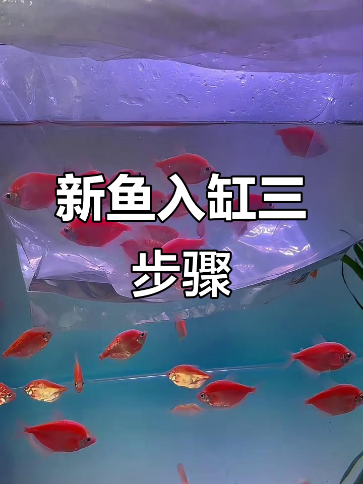 新鱼入缸前必做这三步，避免菌种交叉导致死亡