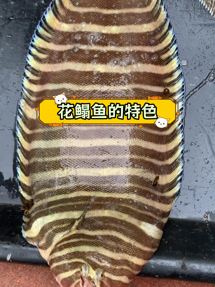 鳎鱼:美味与独特特征