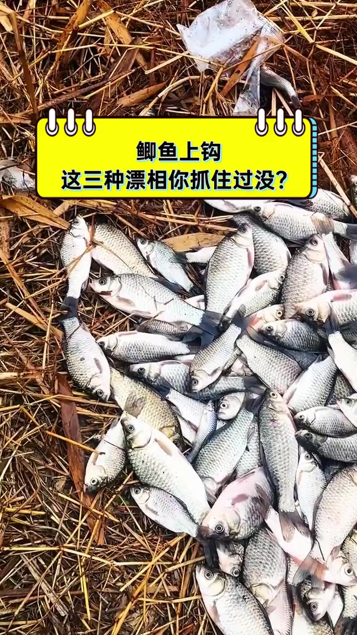 鲫鱼上钩,这三种漂相你抓住过没?