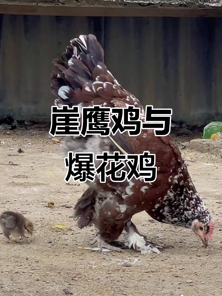 崖鹰鸡与毛脚土鸡的独特魅力,爆花鸡来袭