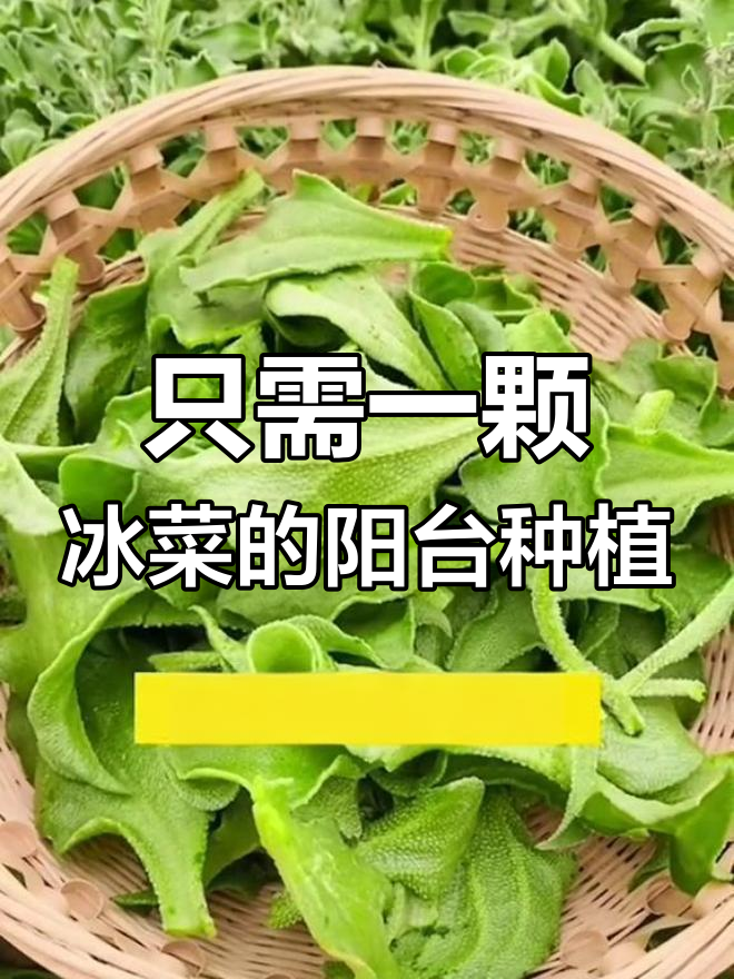 一颗冰菜,全家吃不够!清凉又带咸味