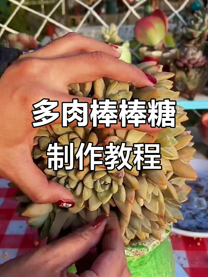 用纯颗粒土打造多肉棒棒糖,透气不黑腐