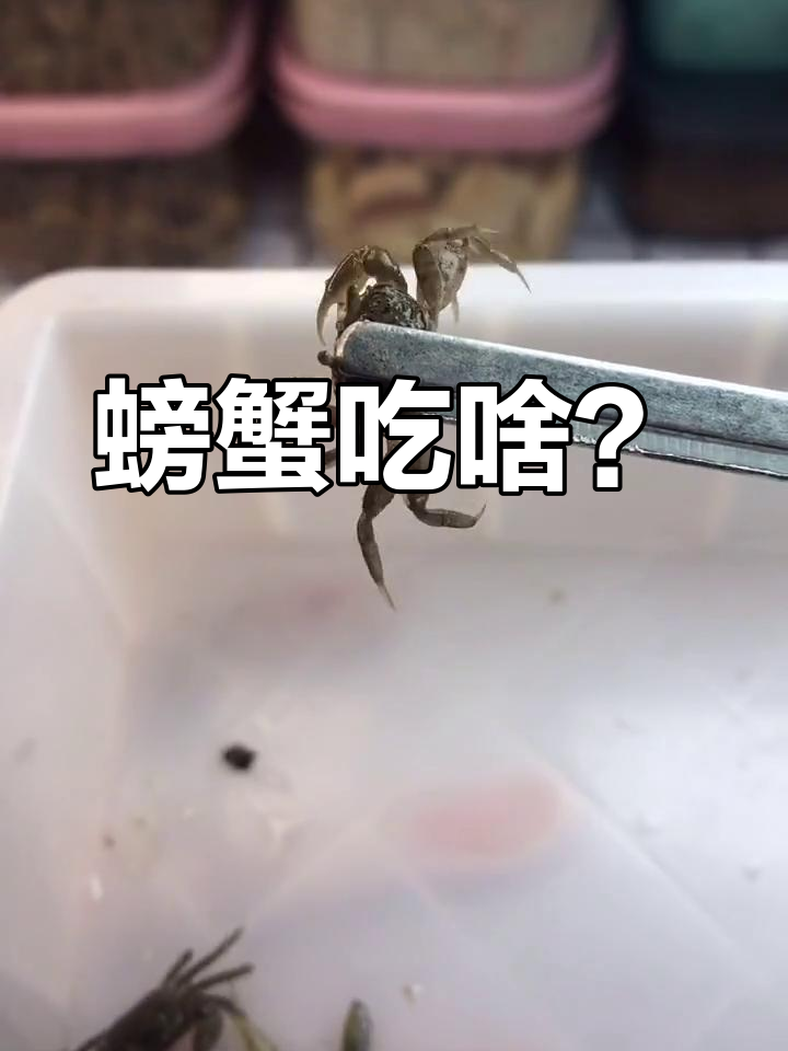 小螃蟹不吃腐烂鱼,它们到底吃什么?