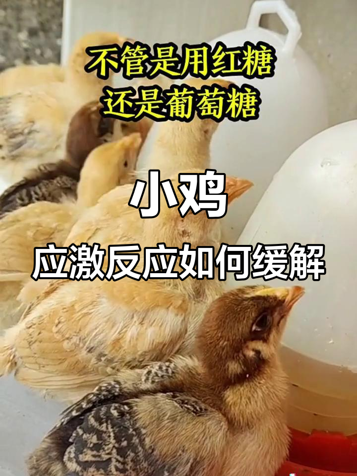 小鸡到家,葡萄糖和红糖到底怎么选?