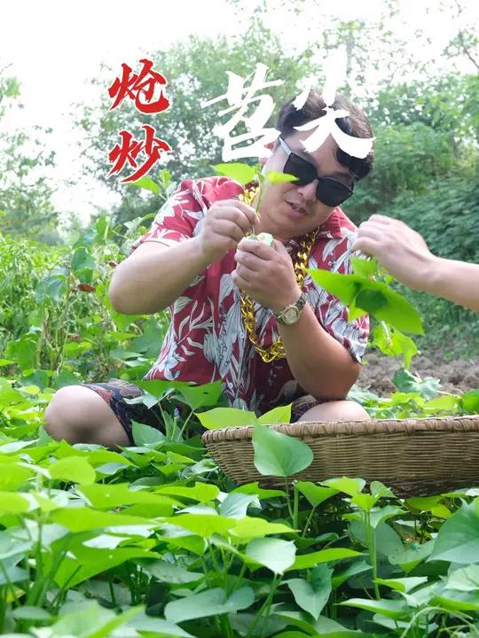 湖北代表青菜之一——苕尖,除了湖北好像很少人吃 农村生活 农村美食 新农人计划2024