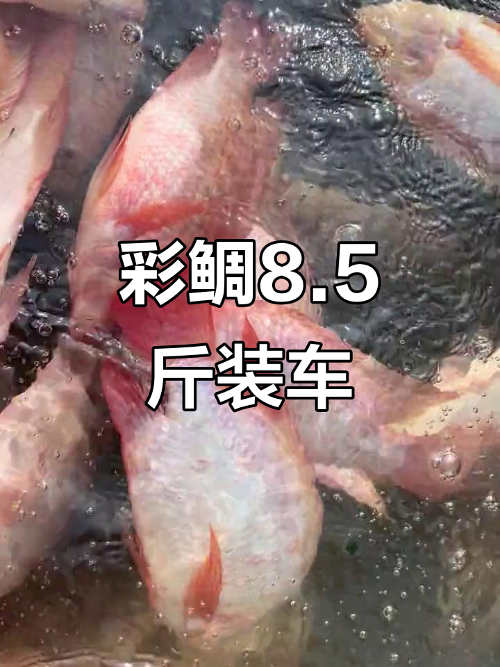 彩虹鲷鱼，8.5斤起装车