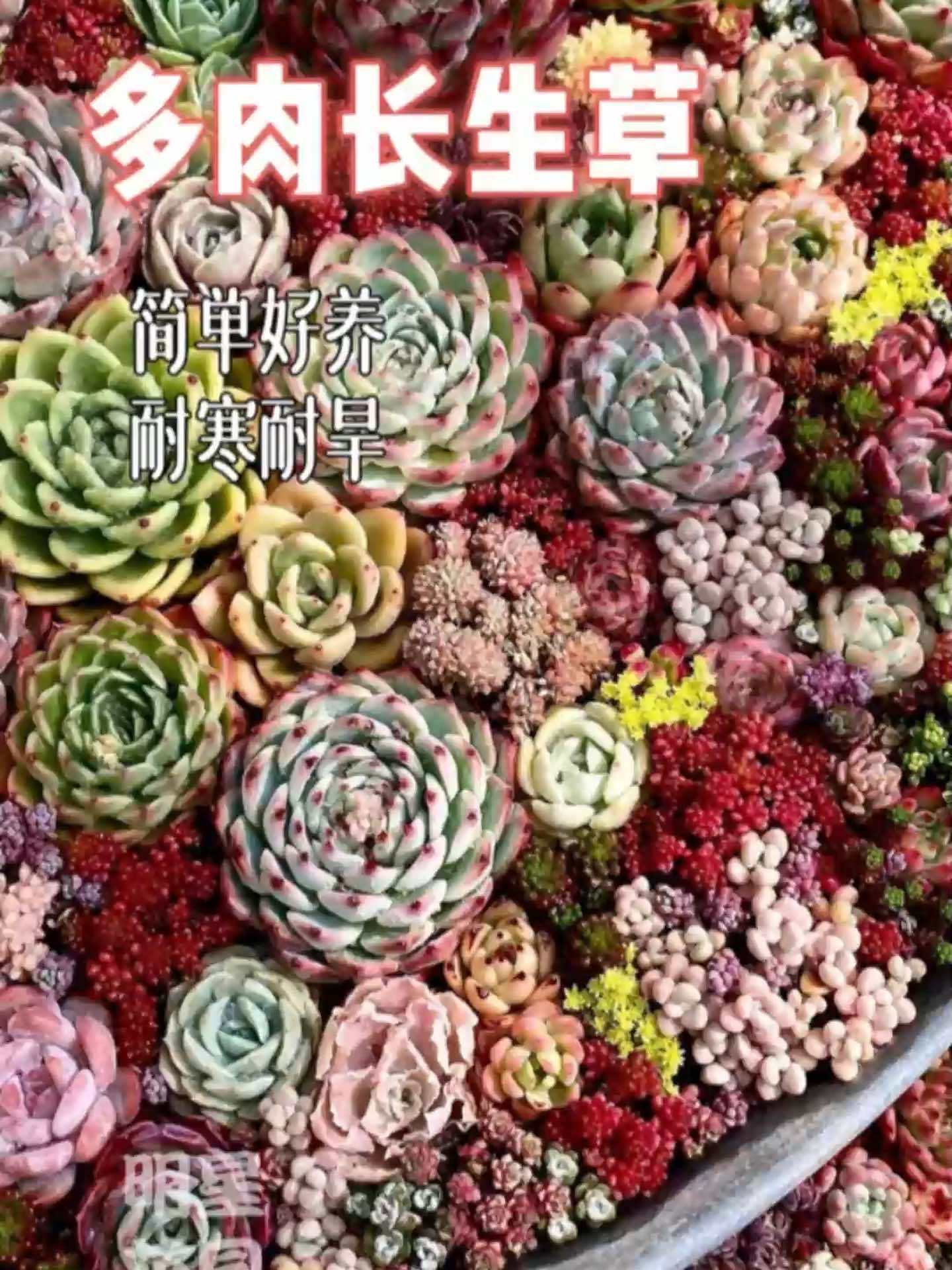 地栽盆栽都很不错的多肉,这款多肉更耐寒,粗放管理也能长的很不错哦。多肉植物 我的多肉花园 