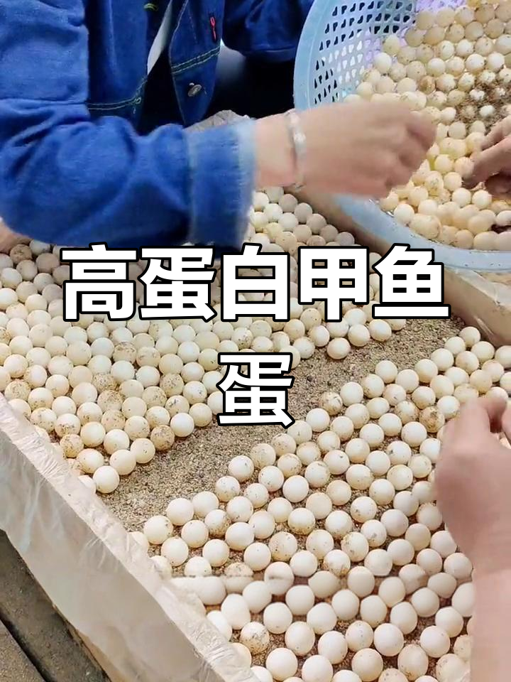 甲鱼蛋的营养价值揭秘