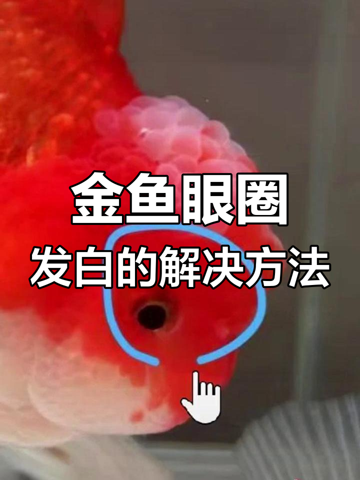 兰寿金鱼眼睛白膜原因分析,如何调理肠道压力