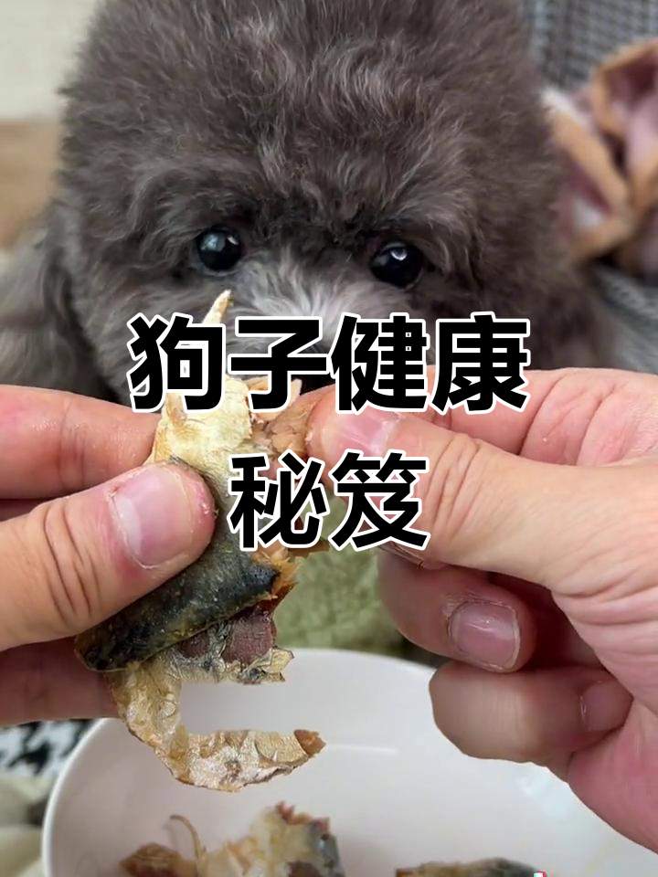 深海鲭鱼,狗狗的天然营养品,助力智力与视力发展