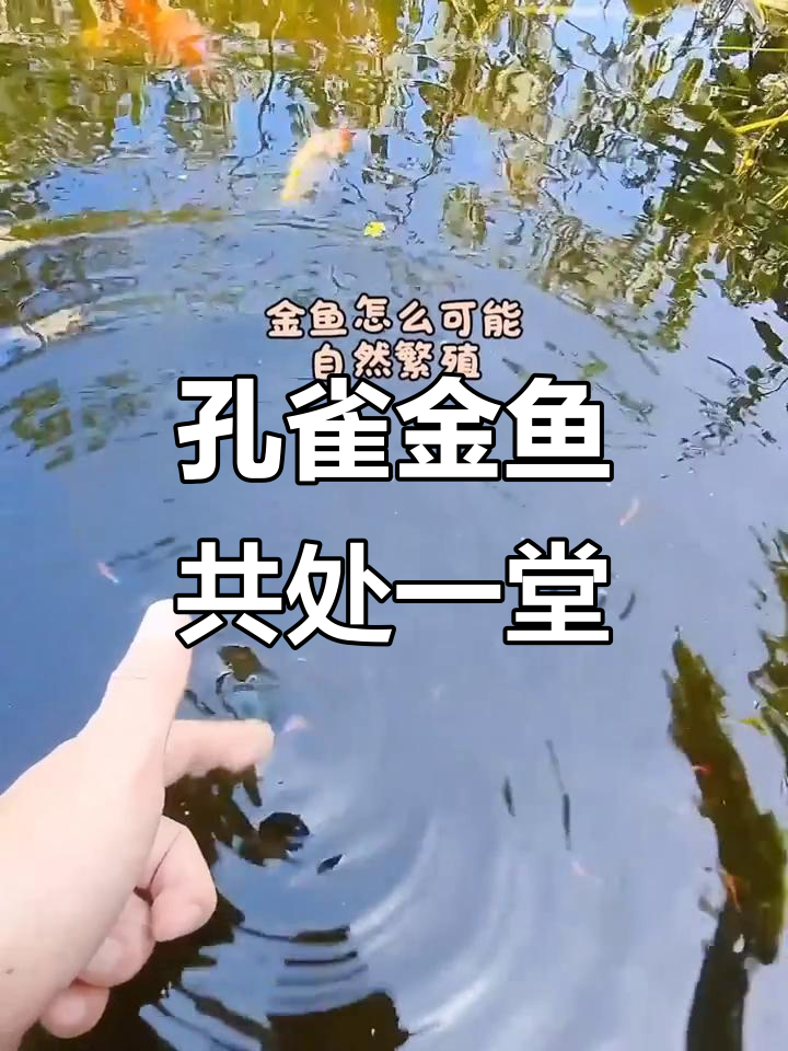 金鱼和孔雀鱼的“和谐”生活,竟然能自然繁殖!