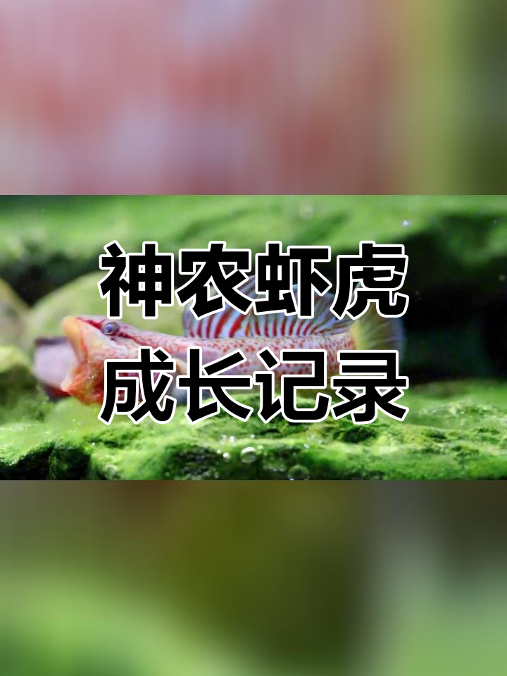 蓝鳍红神农虾虎鱼终于有进展了