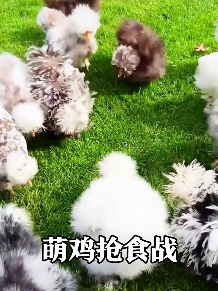 小鸡组团冲草坪抢食,毛茸茸像滚棉花糖萌化了