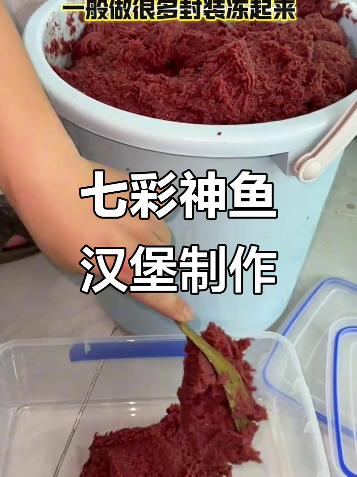 七彩神仙鱼也能吃汉堡,流心虾仁鸡蛋做伙食