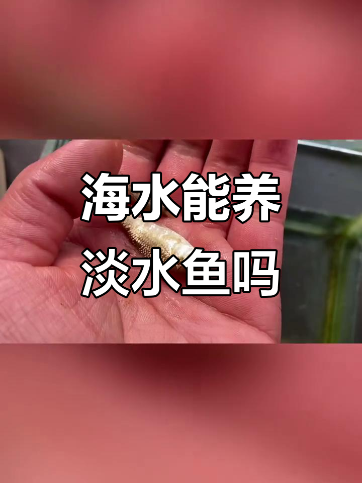 用海水养淡水鱼?我做了个实验