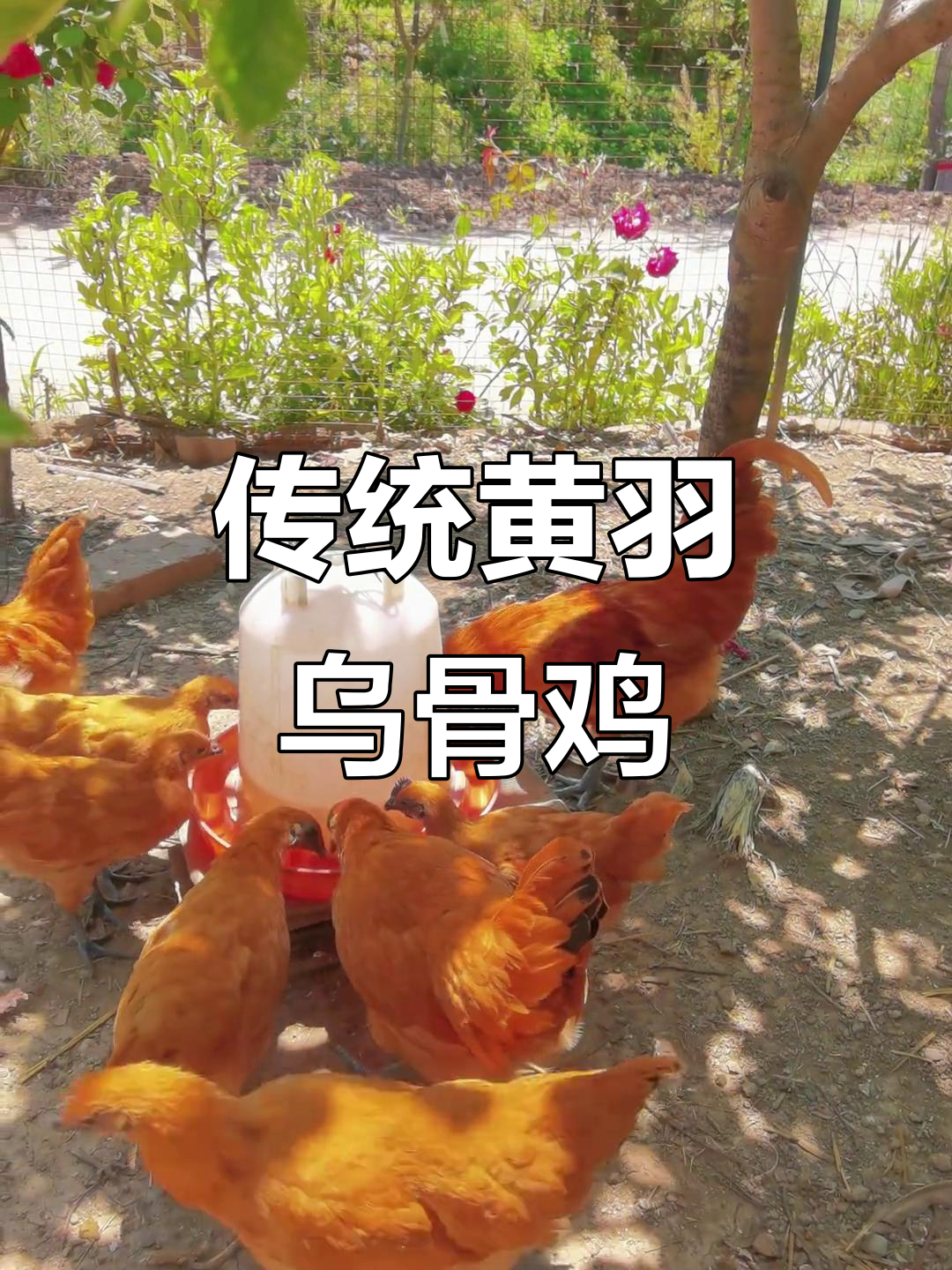 正宗黄羽乌骨鸡,绿壳蛋土鸡的经典品种