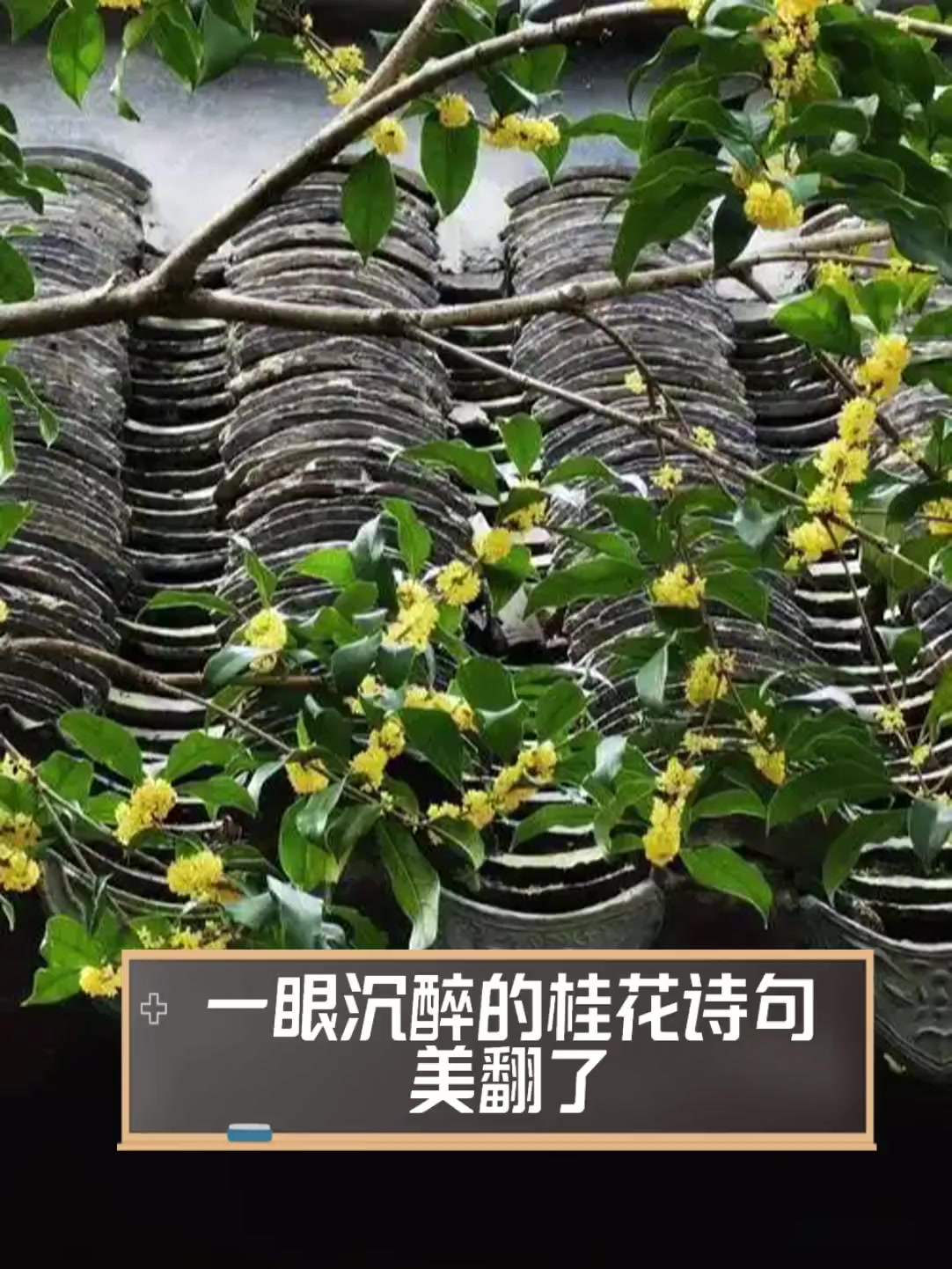 一眼沉醉的桂花诗句,美翻了