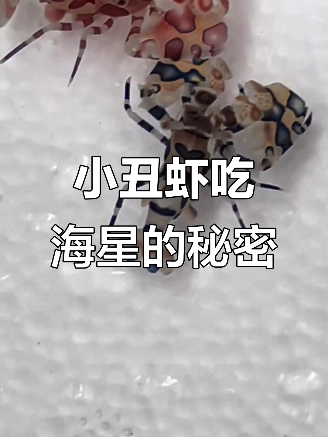 海洋中的“派大星”克星,小丑虾如何繁殖?