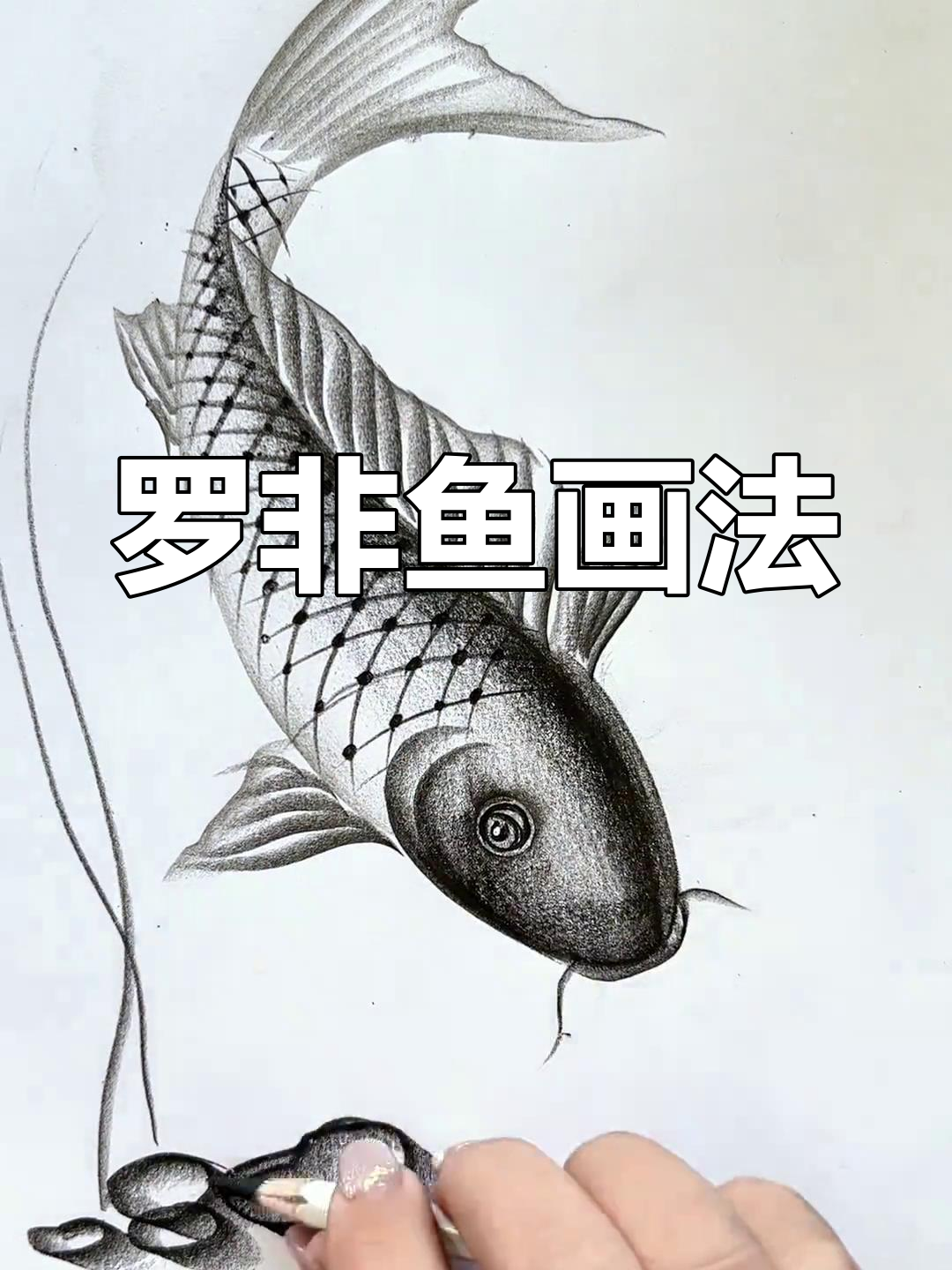 轻松学会罗非鱼简笔画
