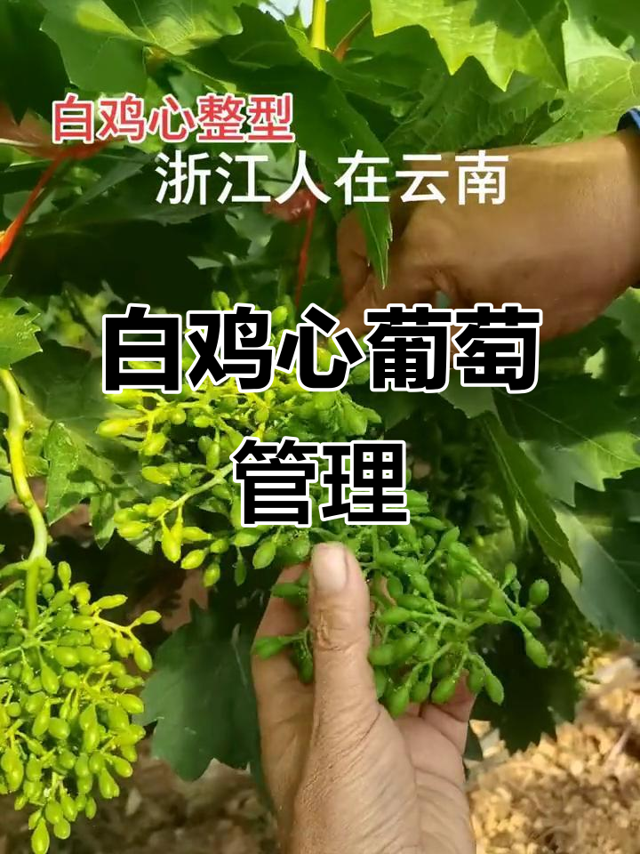 朋友喜欢白鸡心葡萄,继续修剪果枝保持丰收!