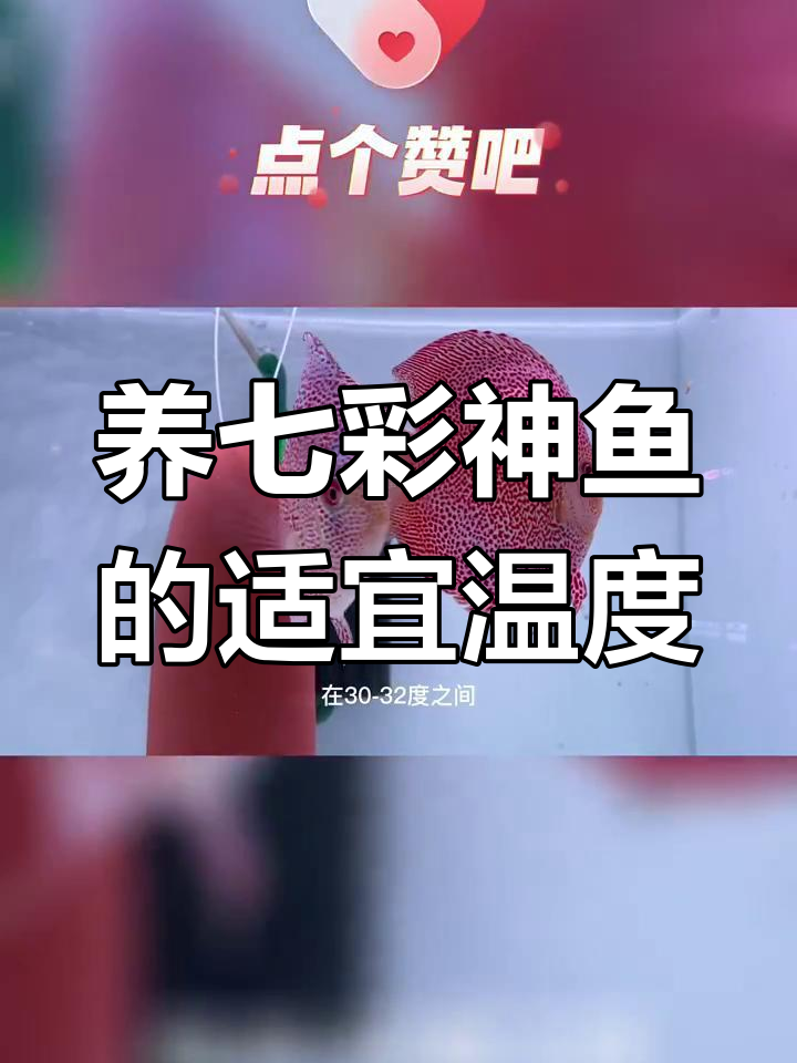 七彩神仙鱼水温控制技巧,如何避免高温低温影响健康