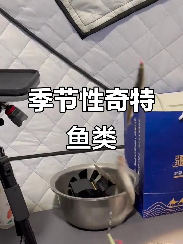 东北秋季现身,春季消失的独特淡水鱼,可腌制食用