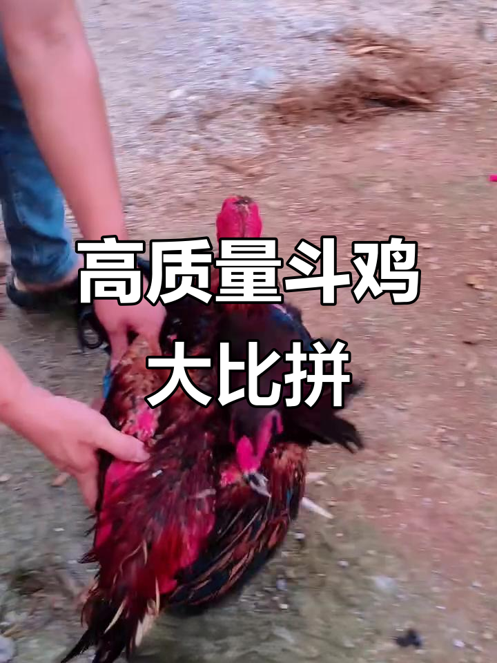 香肠哥挑战越南血虎毛，斗鸡高手对决精彩瞬间