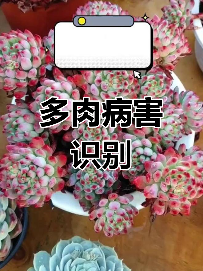 多肉植物常见病害大揭秘,症状与发病位置全解析
