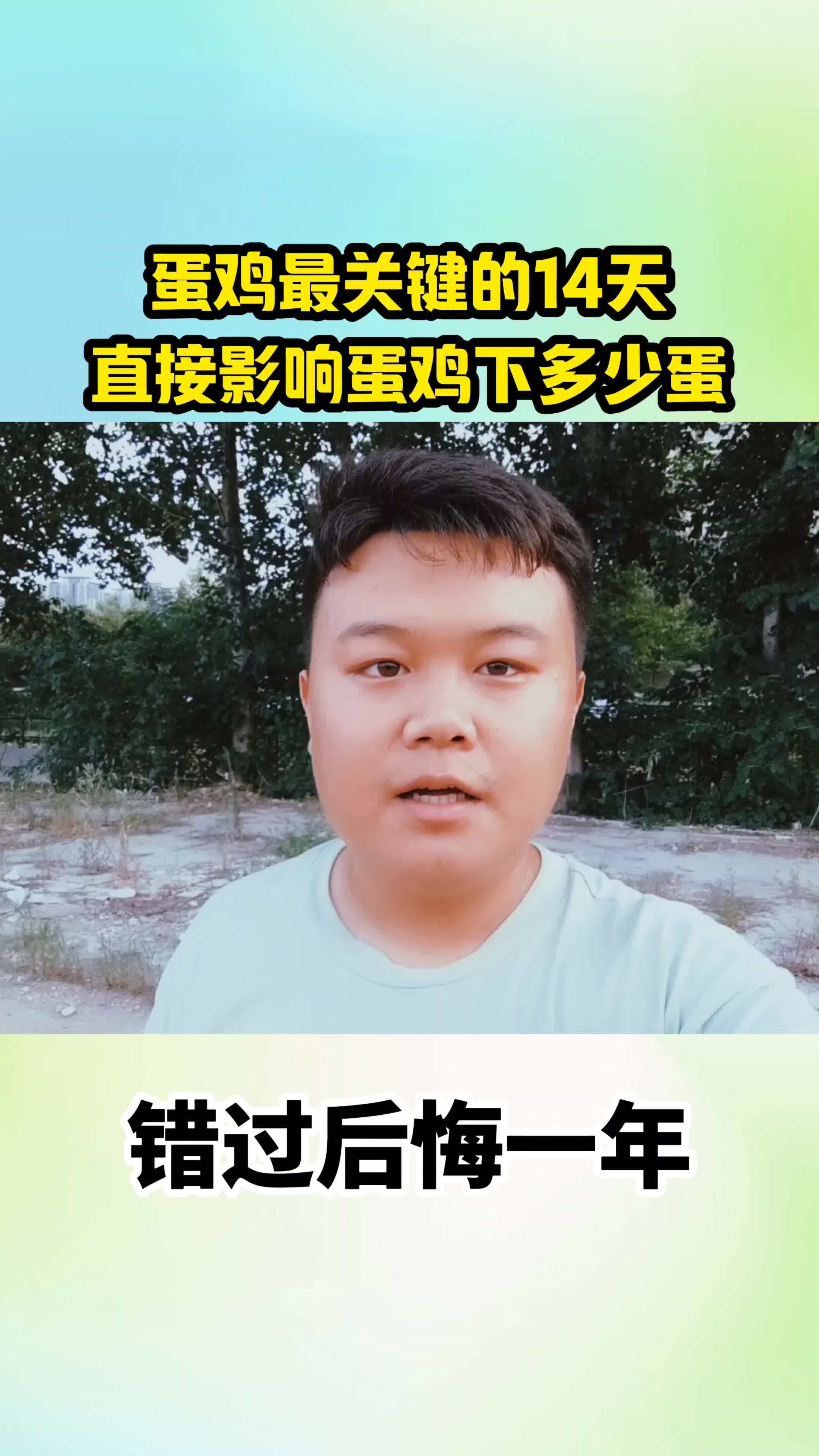 生态散养土鸡 蛋鸡 养鸡技术 蛋鸡养殖