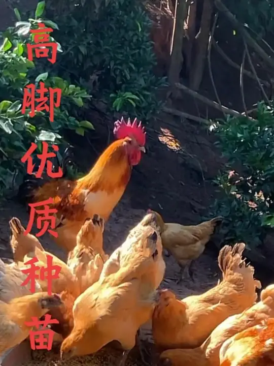 泸州正宗高脚土鸡优质种苗,老品种土鸡的优选之选