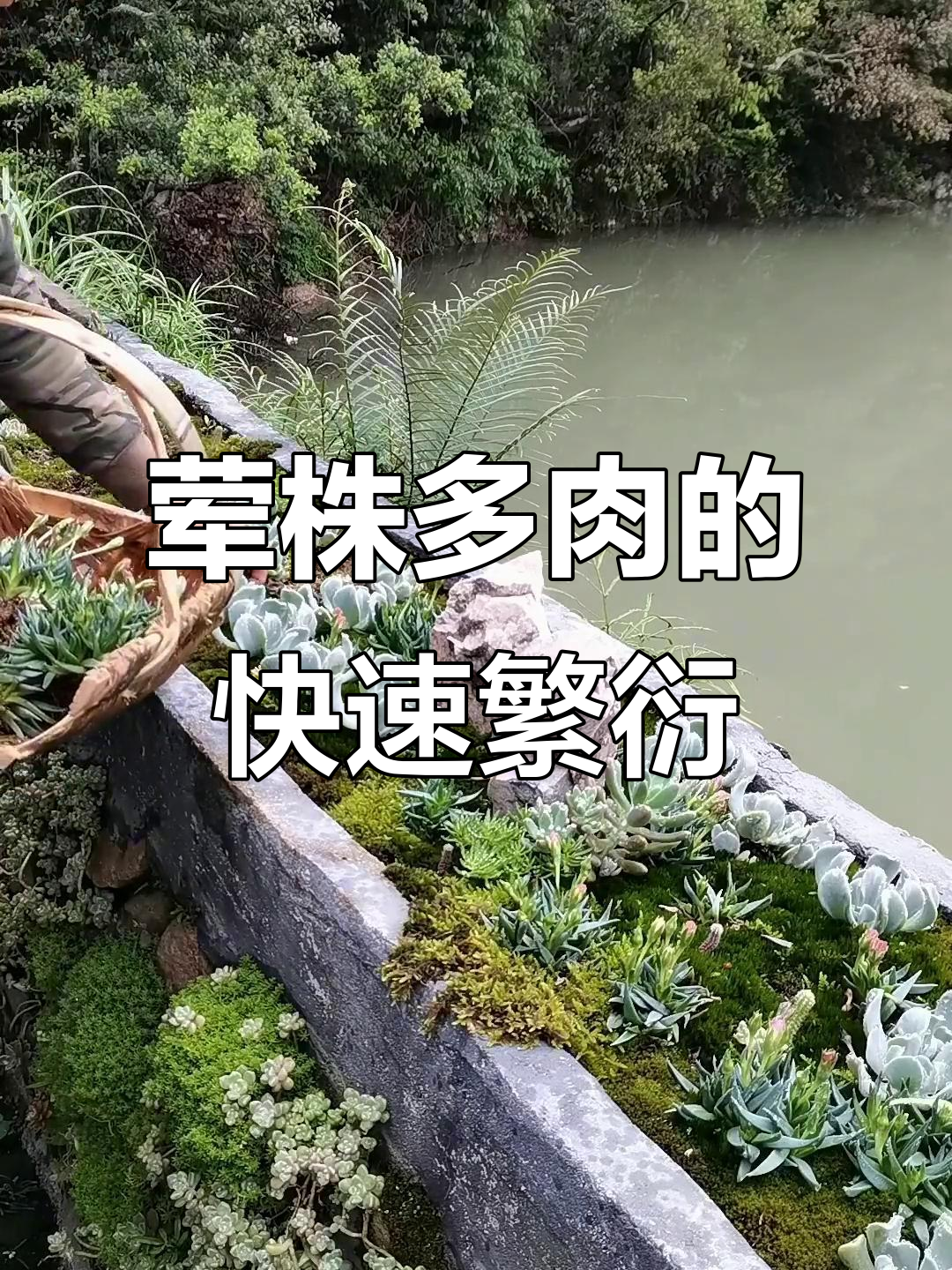 多肉植物分株技巧,轻松繁殖十棵