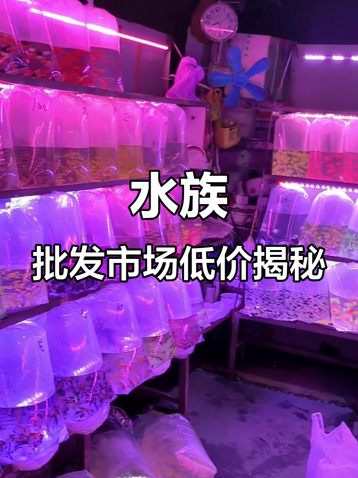 批发市场观赏鱼惊爆价,天使龙鱼超便宜
