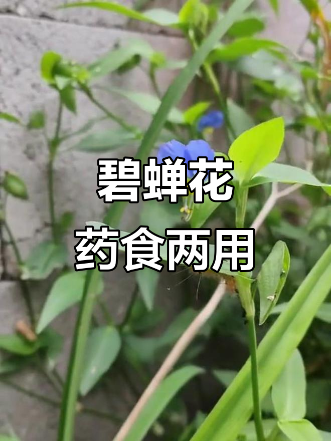 鸭跖草:农村常见野菜,嫩茎叶可做美味汤料