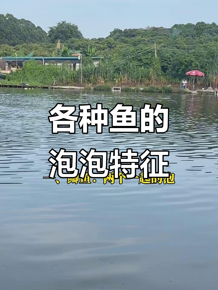 不同鱼吐泡大揭秘,钓鱼人必知技巧