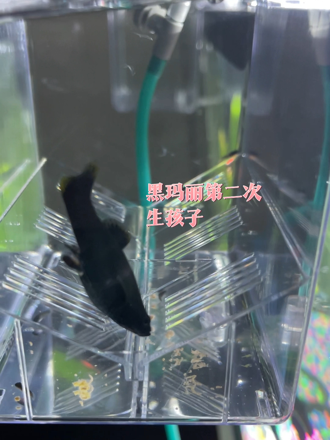 记录黑玛丽生小鱼瞬间