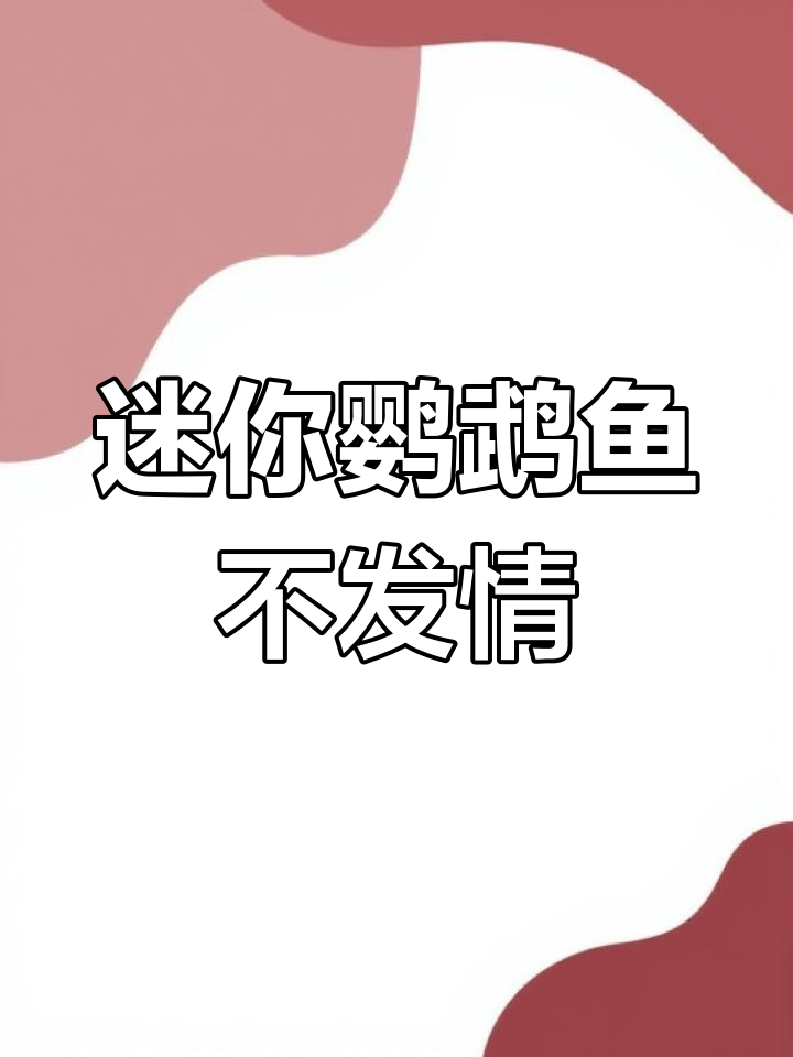 迷你鹦鹉鱼母鱼发色好几个月,为何不繁殖?