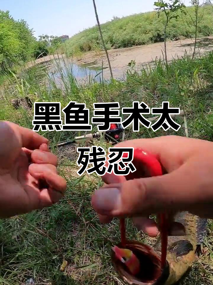 黑鱼头部受伤,血腥场面让人震惊