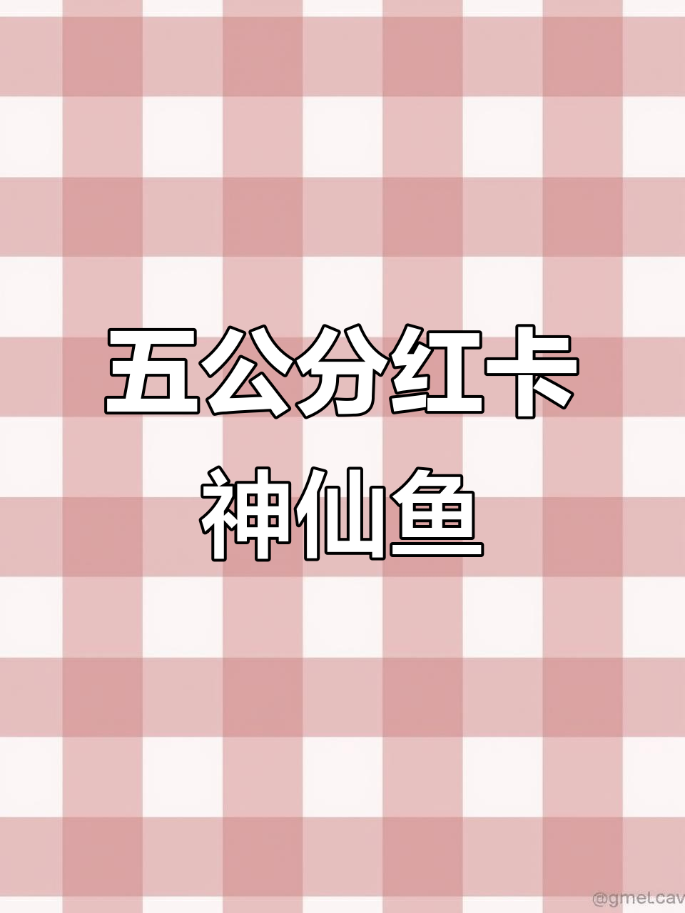 3月特惠!七彩神仙鱼野血红卡,五公分萌宠等你咨询