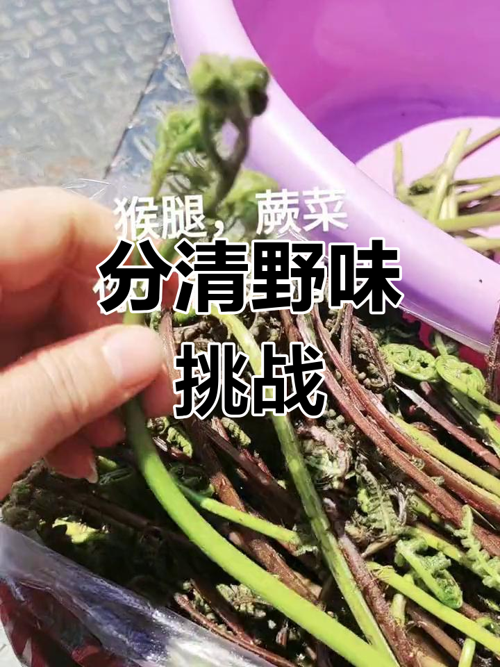 猴腿、蕨菜傻傻分不清,猫爪子美味你尝过吗?